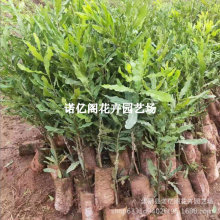 ވԹһ̖޽ӹϱNֲĹͥԺԷNֲ