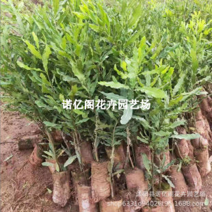 ���ވԹ�������һ̖�޽ӹ������ϱ����Nֲ�����Ĺ�ͥԺ���ԷNֲ