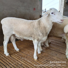 澳洲白小羊崽 成年母羊 澳洲白羊羊羔 头胎怀孕澳洲白
