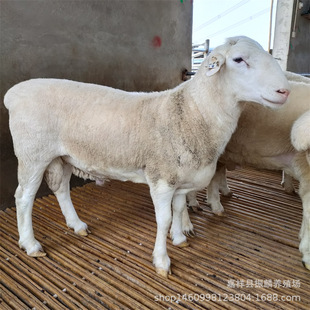 ���ް�С���� ����ĸ�� ���ް������ �^̥���а��ް�