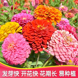 种子;一二年生花卉