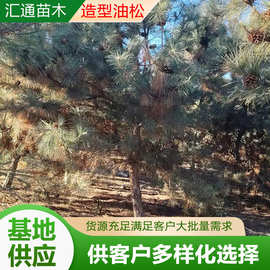 油松造型景观松庭院酒店绿化造型黑松园林造景工程造型油松现货