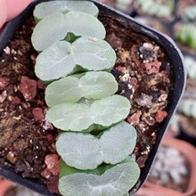 糯窗玉扇Haworthia truncata Glutinous window十二卷批发
