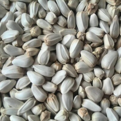 红花籽 红花子熟红花籽一件代发