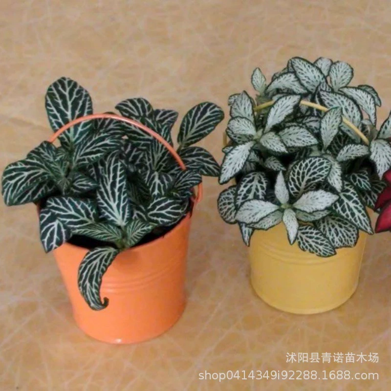 Оптовая Продажа белой Сетчатой травы для очистки воздуха в горшках офисных зеленых растений в дополнение к сетчатой траве формальдегида