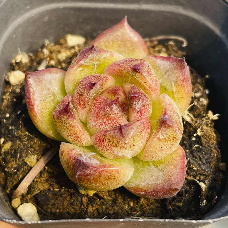 관리자수정 2~3cm (심은 후 발송)