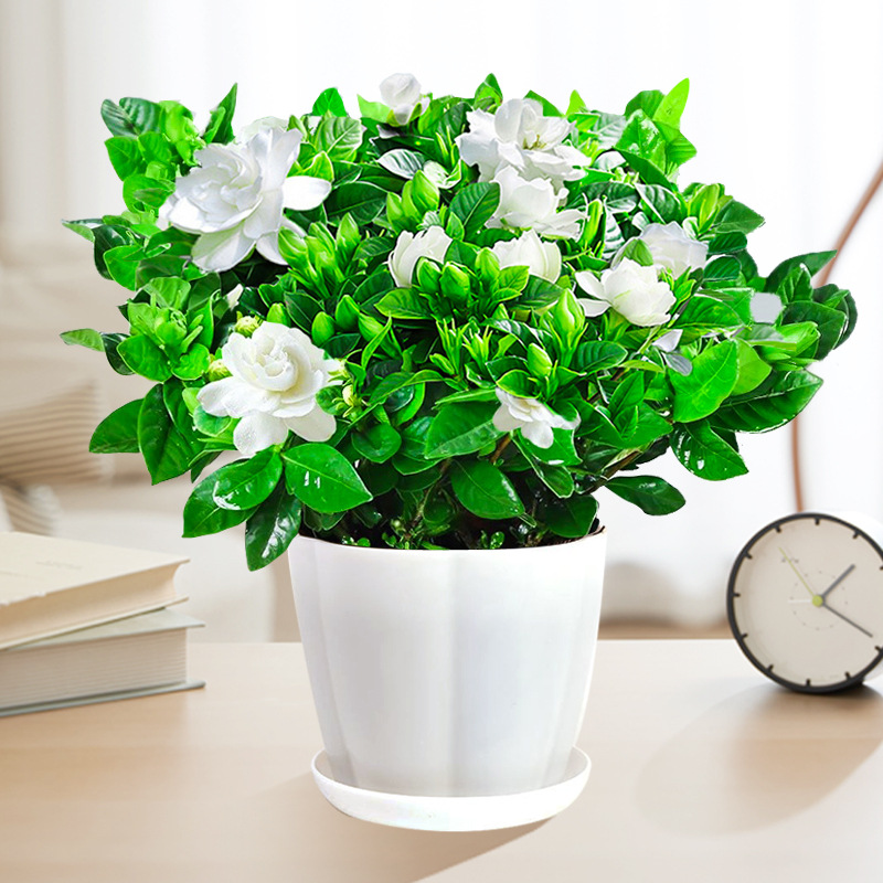 【새싹 있음】부티크 120#치자나무(꽃잎냄비) + 영양액