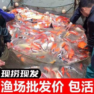 �\�����~��ˮ��ˮ���N�t�״�����ɫ�ͻ�׽��S����ؔ�~���B�^�p�~