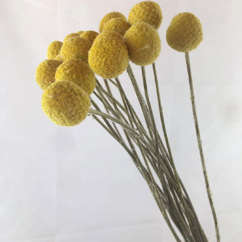 황금구슬 열매(5개들이 1다발)