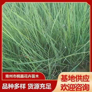 Base Supply Courtyard Florals Fendai Grass Cup Seedlings Perennial Ornamental Grass Plants