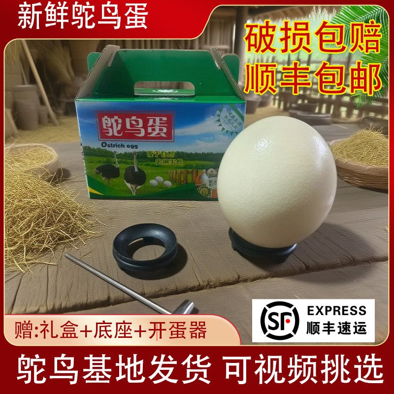 鸵鸟蛋新鲜食用大号蛋非洲巨大鸵鸟营养蛋送礼顺丰礼盒装厂家供应