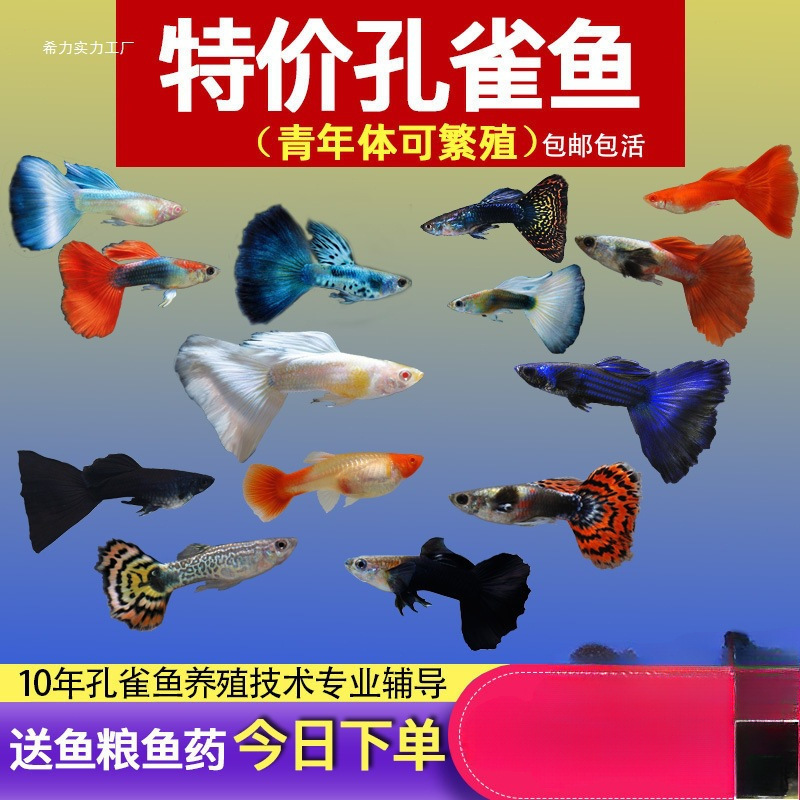 Guppy, Small Fish, Tropical Fish, All Kinds of Cleaners, Easy to Raise Ornamental Fish, Small Freshwater Zebrafish, Goldfish, Others