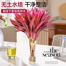 富贵竹水培植物鸿运紫竹粗杆带根水养室内绿植发财竹客厅招财竹子