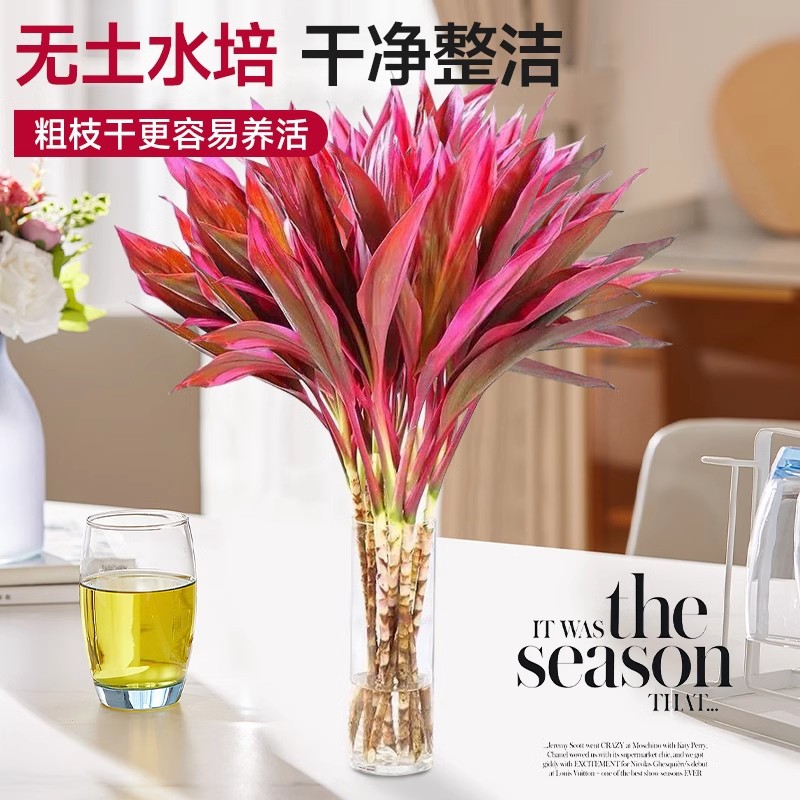 富贵竹水培植物鸿运紫竹粗杆带根水养室内绿植发财竹客厅招财竹子