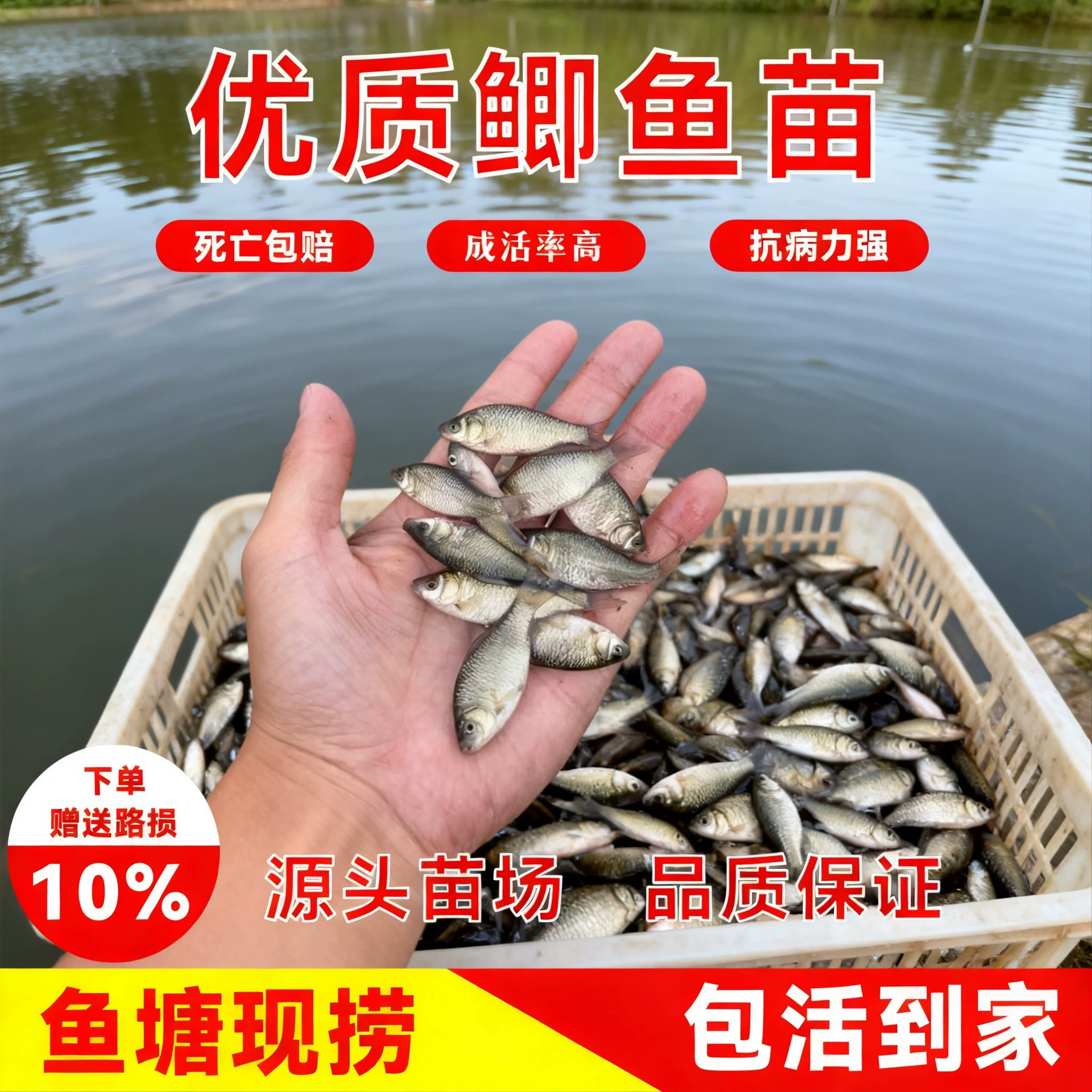 Earth crucian carp fry project crucian carp Xiangyun crucian carp large plate large varieties Zhongke No. 3 No. 5 good breeding live seedlings wholesale