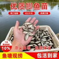 Earth crucian carp fry project crucian carp Xiangyun crucian carp large plate large varieties Zhongke No. 3 No. 5 good breeding live seedlings wholesale