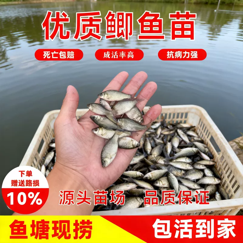 Earth crucian carp fry project crucian carp Xiangyun crucian carp large plate large varieties Zhongke No. 3 No. 5 good breeding live seedlings wholesale