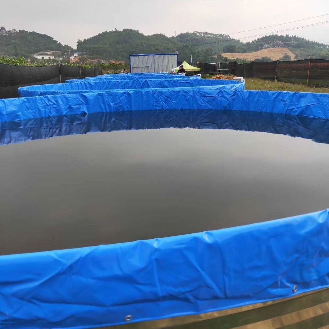 佛山一储水池发现15头死猪 当地：依法关停涉事养猪场