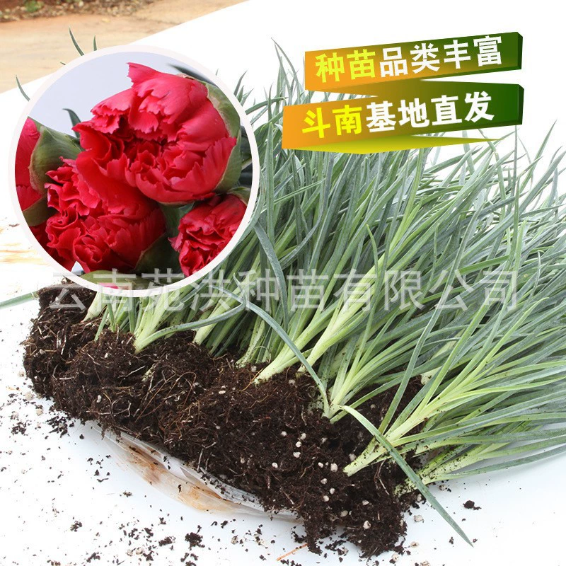 Основа из Юньнани Свежесрезанная Гвоздика Рассада рассады Caryophyllum с несколькими головками Рассада Caryophyllum Четыре сезона Гвоздика Рассада Двойная