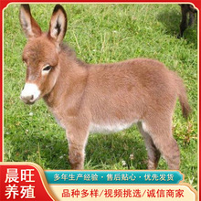 矮角小寵物驢兒童可以嗎六十公分的寵物驢哪里有賣的肉驢長多大