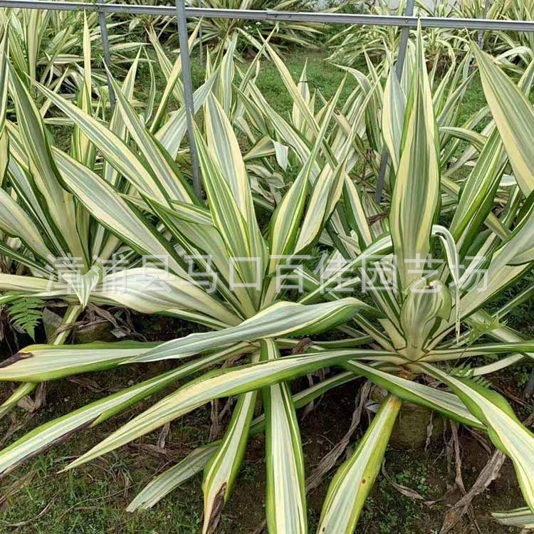 ������ (3).jpg