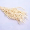Thirty white oats and one bundle