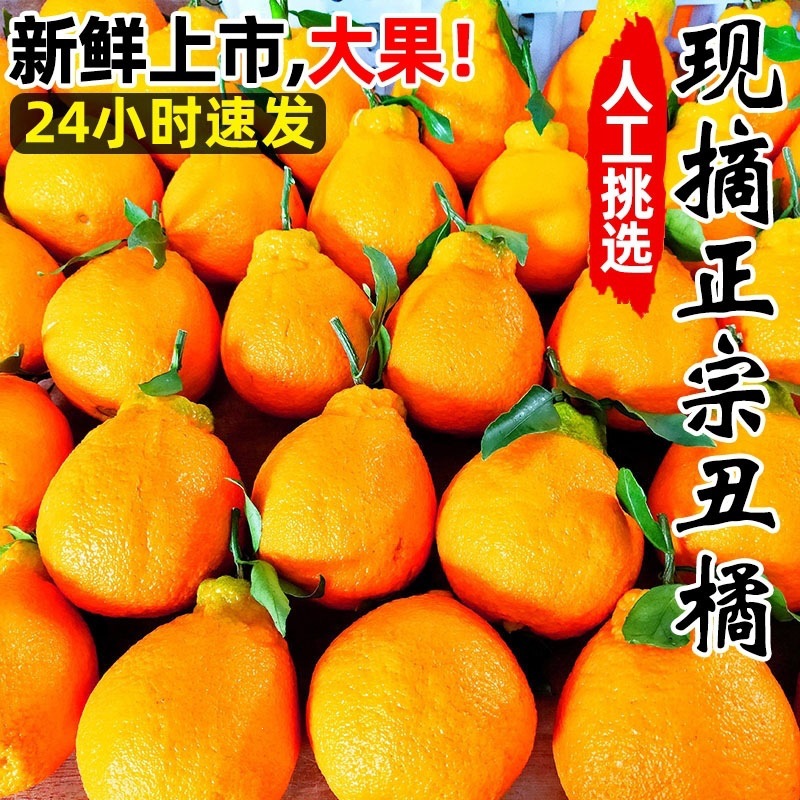 春见新鲜耙耙柑橘子斤蜜橘桔子当季时令应季水果整箱摘