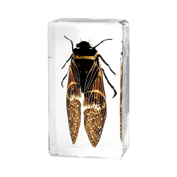 7.3CM medium size Li Chan