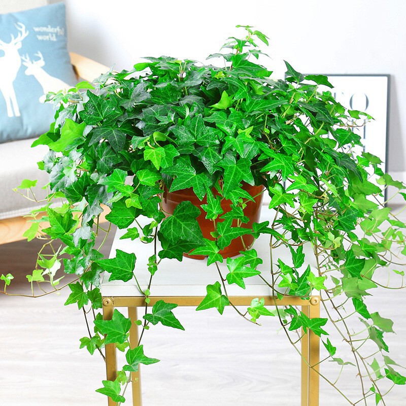 Ivy Green Plant Potted Plant Indoor Air Purification Formaldehyde-Absorbing Evergreen Spider Plant Climbing Vine Easy to Grow Florals in All Seasons