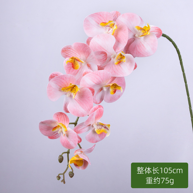 9 orquídeas de mariposa (polvo claro)