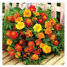 ȸݷNӻɫļ׻ɫСf۾ջ^p̨⻨N