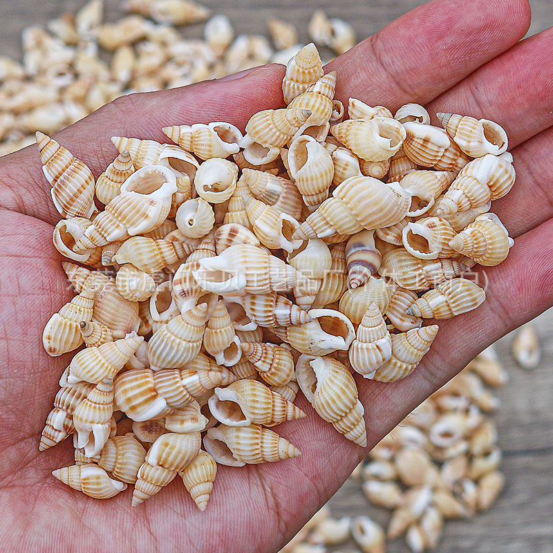 Concha Daquan natural con cera de pescado, materiales decorativos mediterráneos DIY al por mayor