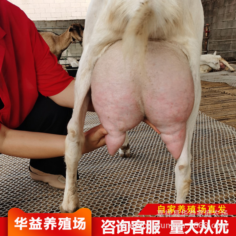 奶山羊品种萨能奶山羊关中崂山奶山羊萨能奶山羊母羊能产多少