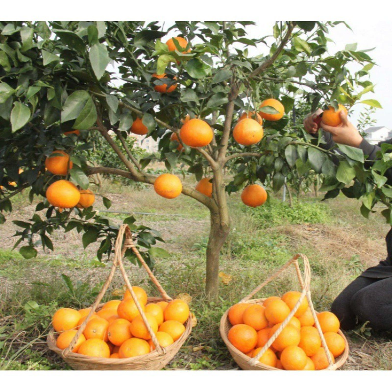 Ehime 28 Citrus Red Beauty Оранжевый Рассада Прививка Раннее созревание Смешанные цитрусовые Рассада Фруктовое дерево в горшке