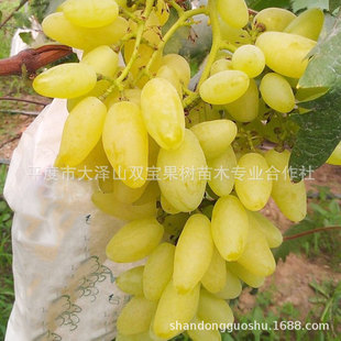 ����ָ������ ƽ�ȴ��ɽ�������l�����Ϸ��Nֲ��Ʒ�N������ľ