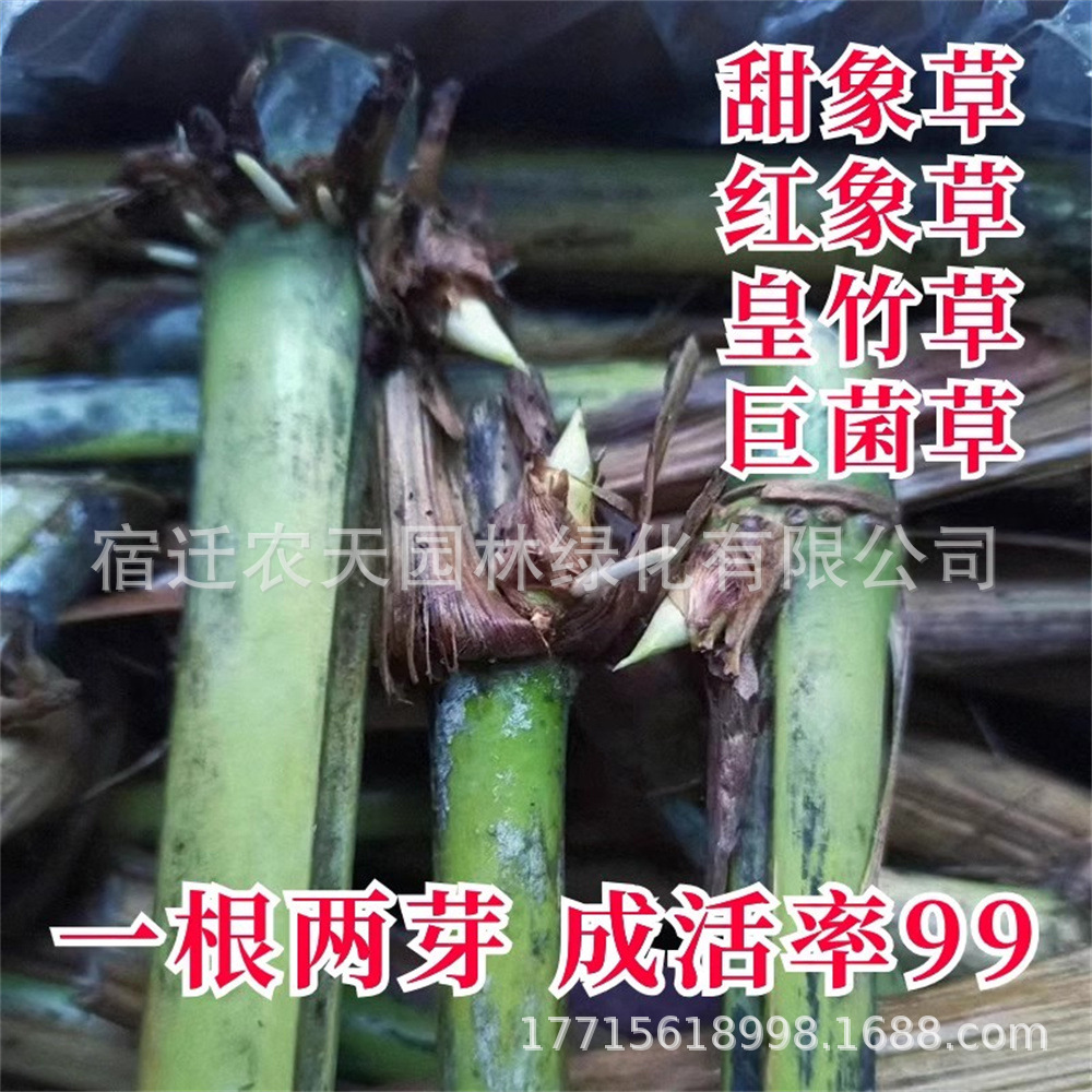 甜象草3号种节无毛高产耐寒皇竹草巨菌草种子多年生四季常青牧草