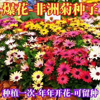 南非万寿菊种子蓝目菊花种籽子耐寒非洲菊花籽四季易种白粉紫混色