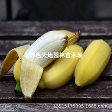 �㽶�������Ե��԰Ž��۽��ͺ������㽶���Ϸ������ļ�ͥԺ������