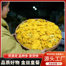 菊花批发产地直供金丝皇菊鲜1斤金丝菊食用农产品养颜花茶优质