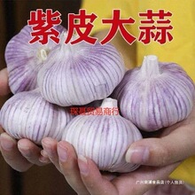 �r���ԷN����ɴ����^�¼tƤ5��������Ƥ�������l���r�߲���Ƥ��