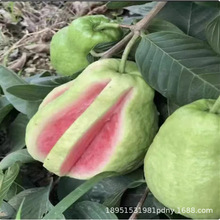 软甜正宗番石榴苗嫁接苗无籽红宝石芭乐苗四季白红心树苗当年结果