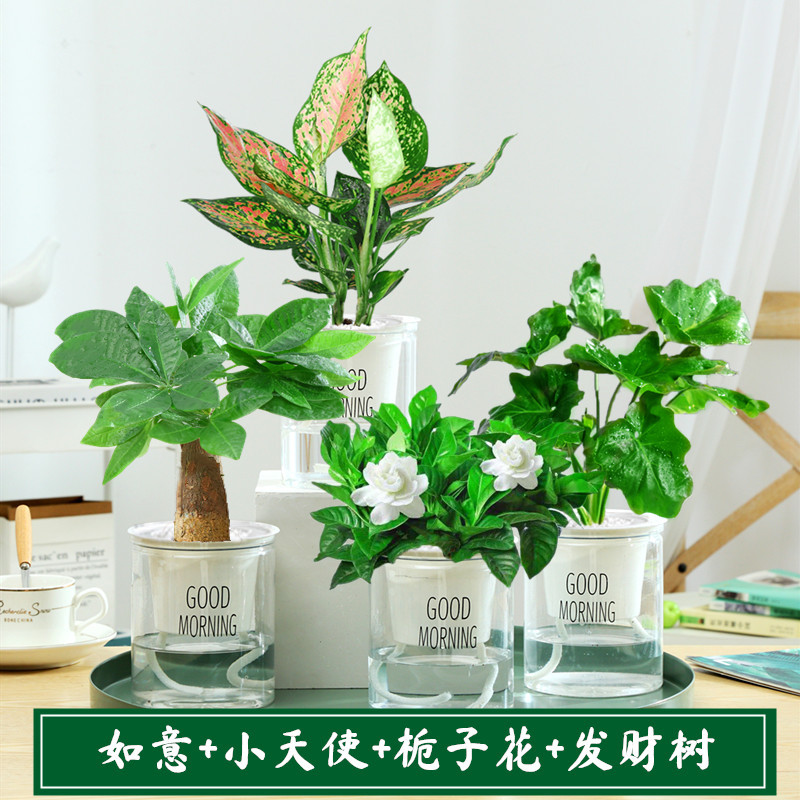 [핫아이템] 꼬마천사 + 루이 + 치자나무 + 돈나무 + 영양액