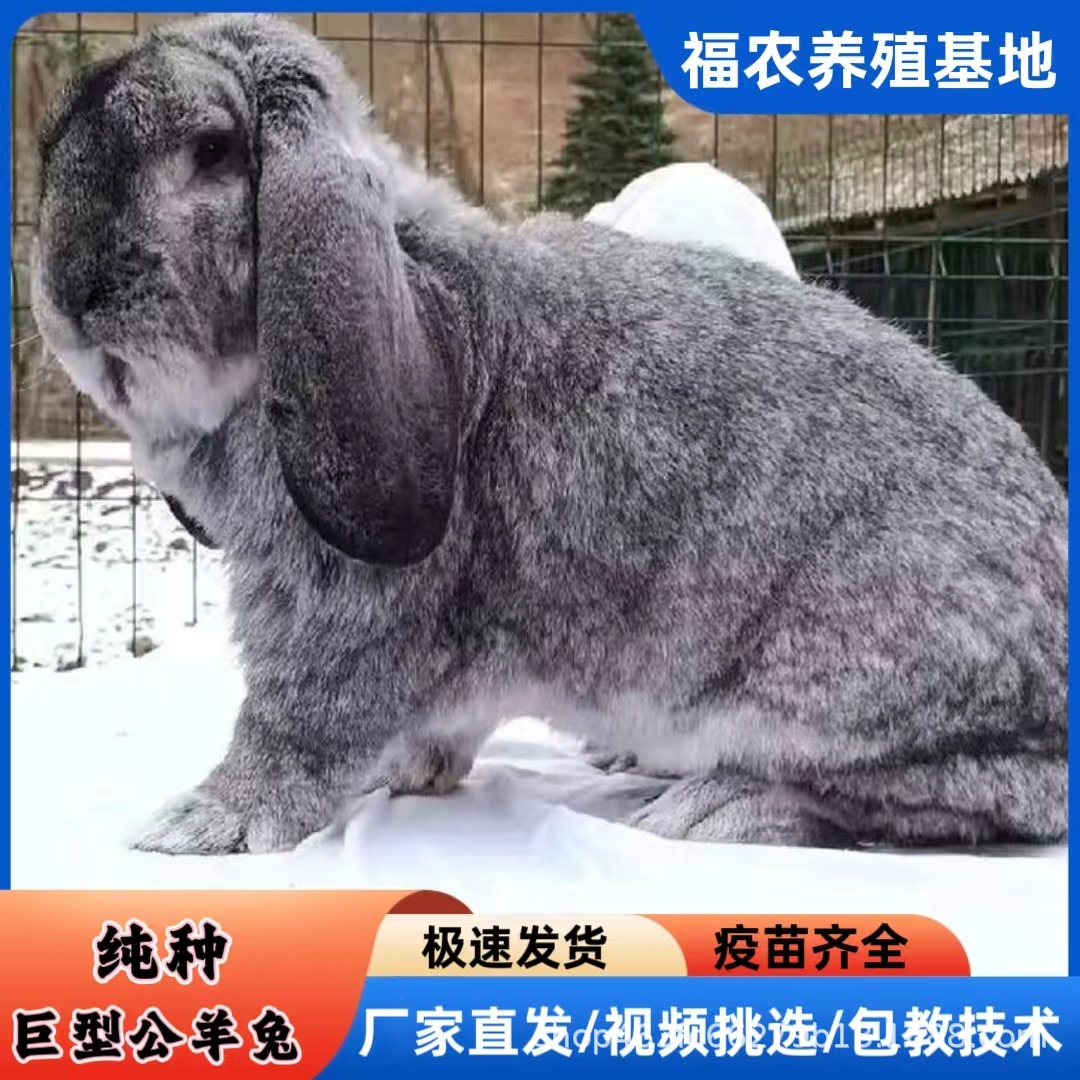 巨型公羊兔养殖基地