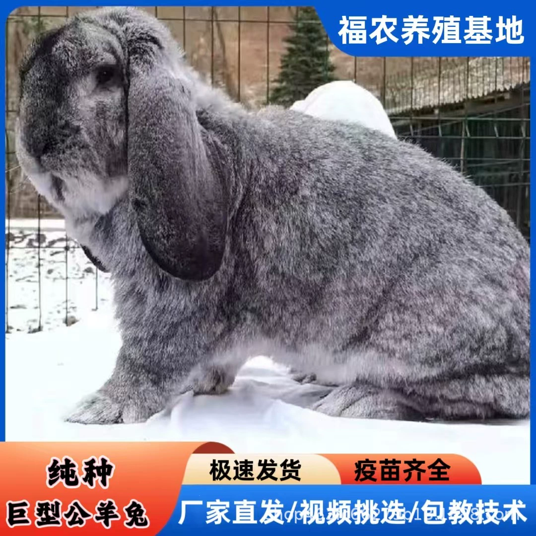 Прямые продажи с фабрики, гигантский оран, кролик, живые саженцы, большой телесный кролик, домашнее животное, декоративный кролик, синий, серый, ома, кролик, оптовая продажа