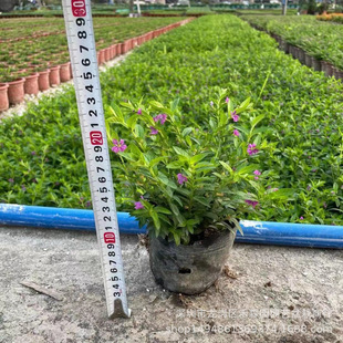 �M�������Ի����҃ȾGֲ�k���һ����^���G��ֲ���ļ��_���G������