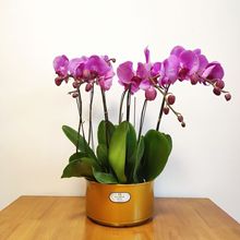花盆新款樹脂中式茉莉圓形君子蘭高端粗砂珠光墨蘭蝴蝶蘭塑料花盆
