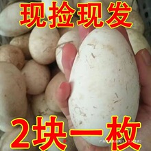 12枚装狮头鹅新鲜农家散养土大鹅蛋营养健康中号80-100克批发
