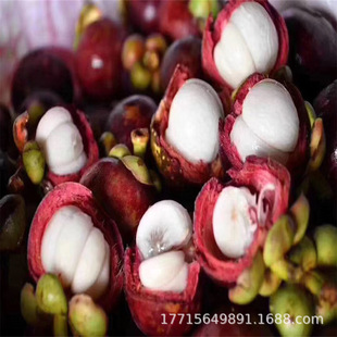 Thai Seedless Mangosteen Saplings, Mangosteen Saplings, Planted in the South and North, Four-Season Potted Plants, Planted in the Ground, and the Current Year's Fruiting Seedlings