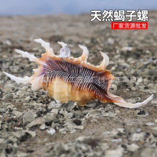 ϐ������Ȼ����ؐ���߽�֩�����~���b�Ʒˮ�����쾰�[���Ĕz����