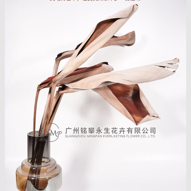 [Brown Leaf Shell] Cocoa Leaf Natural Plant Leaves Dried Shell Photo Props Decorative House Dried Flower Base Straight Hair